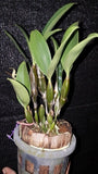 Dendrobium guibertii sp.