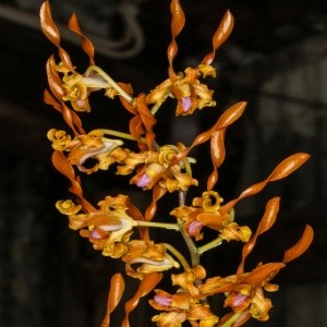 Dendrobium tangerinum sp.