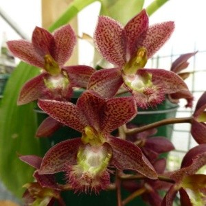 Clowesetum Jumbo Eden 'Jumbo Orchids'