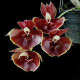 Ctsm. Orchidglade 'Jack of Diamond '