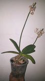 Doritis Pulcherima  x Phalaenopsis Cornu Cervi 