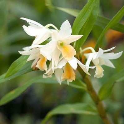 Dendrobium Thai Jasmine