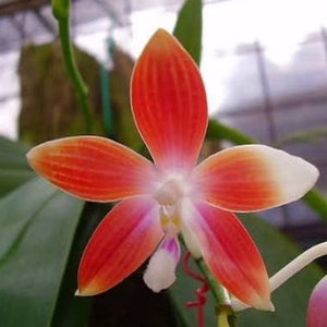 Phalaenopsis speciosa sp. 