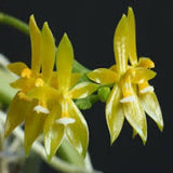 Phalaenopsis cornu cervi var flava sp.