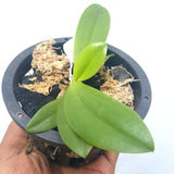 Phalaenopsis cornu cervi var flava sp.