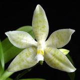 Phalaenopsis hieroglyphica var alba sp. 