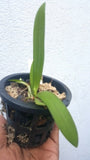 Phalaenopsis hieroglyphica var alba sp.