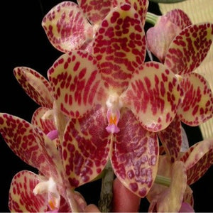 Phalaenopsis gigantea sp. 