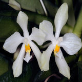 Phalaenopsis micholitzii sp. 