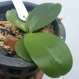 Phalaenopsis micholitzii sp.
