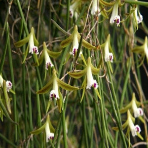 Dendrobium mortii sp. 
