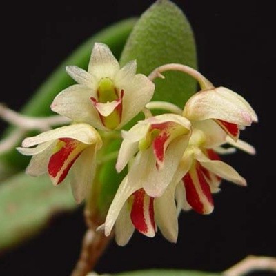Dendrobium rigidum sp. 