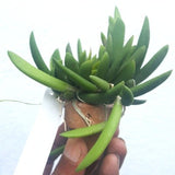 Dendrobium rigidum sp.