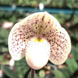 Paph. Concolor X Paph. Thaianum 