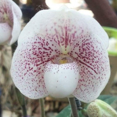 Paph. Anthong X Paph. Niveum 