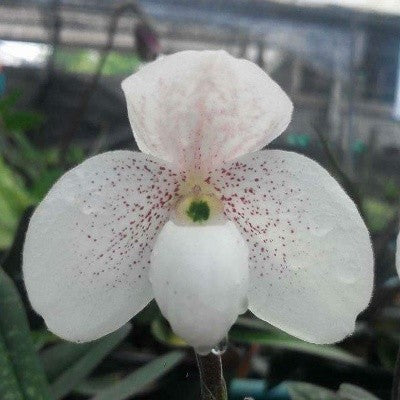 Paph. Wellesleyanum X Paph. Thaianum 