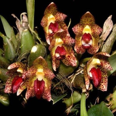 Bulbophyllum leopardinum sp. 