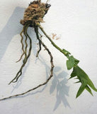 Dendrobium chrysanthum sp.