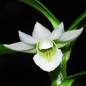 Dendrobium oligophyllum sp. 