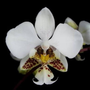 Phalaenopsis stuartiana sp. 