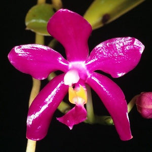 Phalaenopsis pulchra sp. 