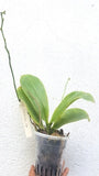 Phalaenopsis pulchra sp.