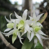 Dendrobium cuspidatum sp. 