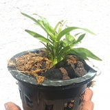 Dendrobium cuspidatum sp.