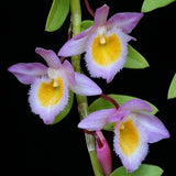 Dendrobium lodigessii sp. 
