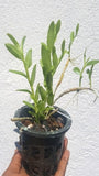 Dendrobium loddigessii sp.