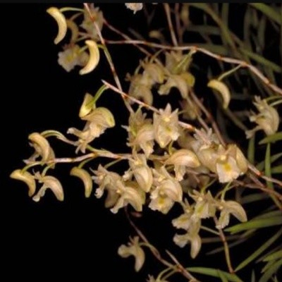 Dendrobium acerosum sp. 