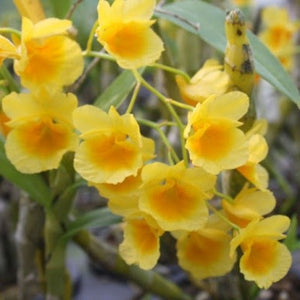 Dendrobium sukhakulii sp. 