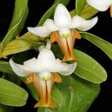 Dendrobium ellipsophyllum sp. 
