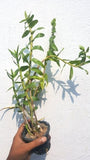 Dendrobium ellipsophyllum sp.