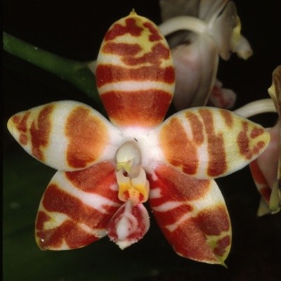 Phalaenopsis amboinensis sp. 