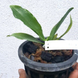 Phalaenopsis leuddemanniana sp.