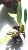 Dendrobium lindleyi sp. - Very Big  & Bushy Plant