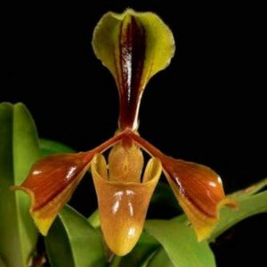 Paph. villosum var. villosum