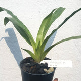 Paph. villosum var. villosum