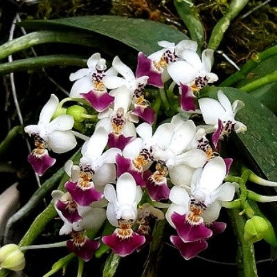 Phalaenopsis parishii sp.