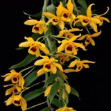 Dendrobium ochreatum sp.