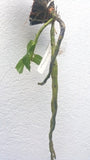 Dendrobium primulinium sp.