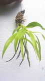 Dendrobium crepidatum sp.