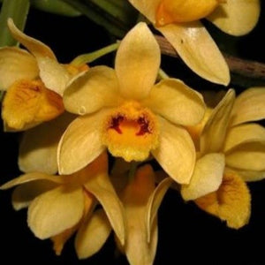 Dendrobium sulcatum 