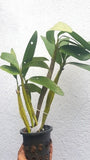 Dendrobium chrysotoxum sp.
