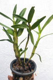 Dendrobium nobile var.alba sp.