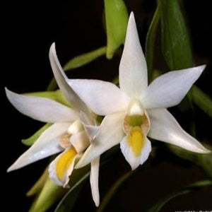 Dendrobium sutepense sp. 