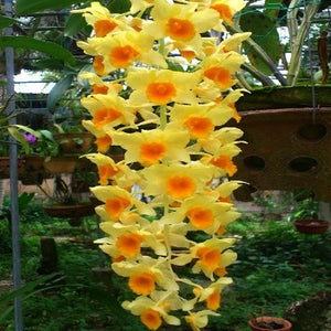 Dendrobium griffithianum sp. 