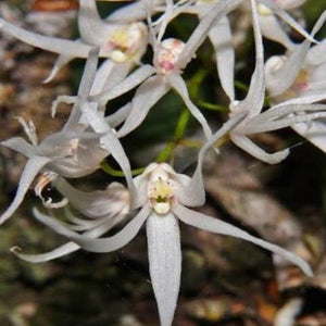 Dockrillia linguiformis sp.