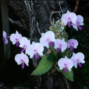 Phalaenopsis lowii sp.